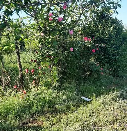 Casa di campagna Antonio's Krujë