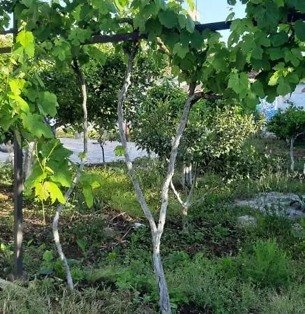 منزل ريفي Antonio's Krujë